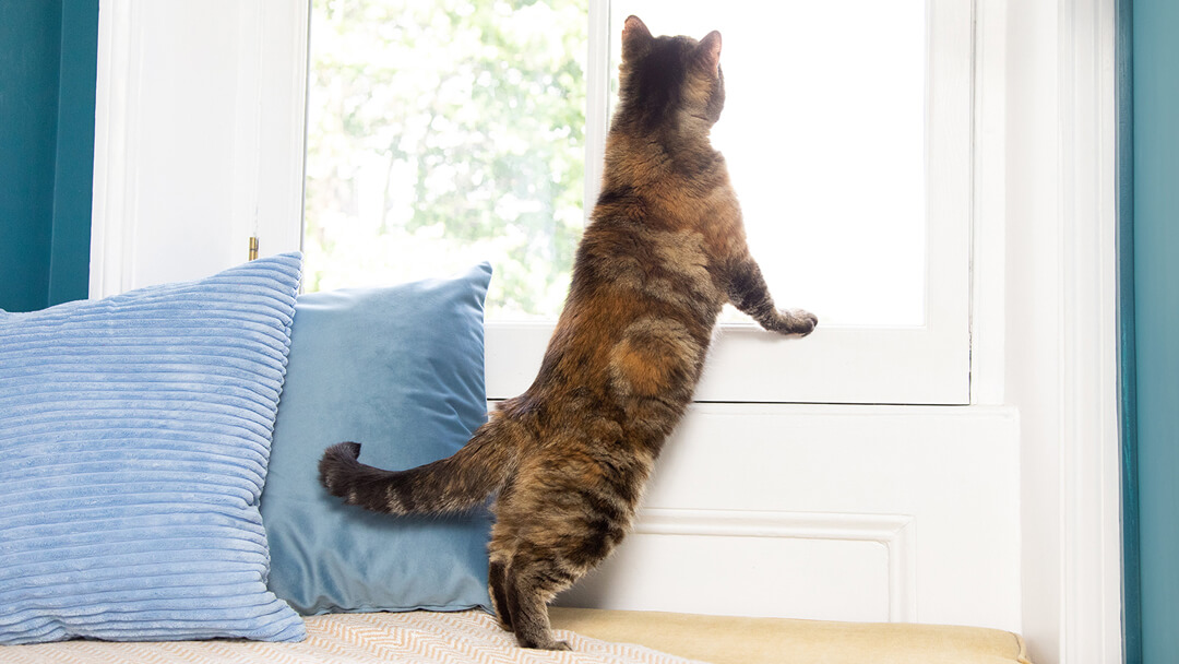 Katze, die aus einem Fenster schaut