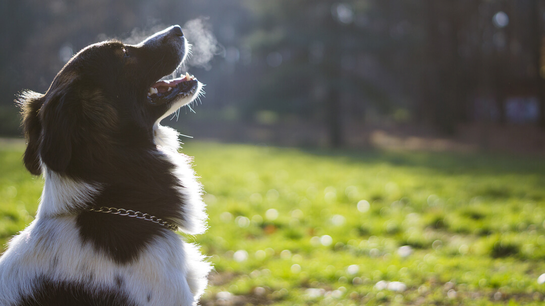 Hund schnüffelt in der Luft