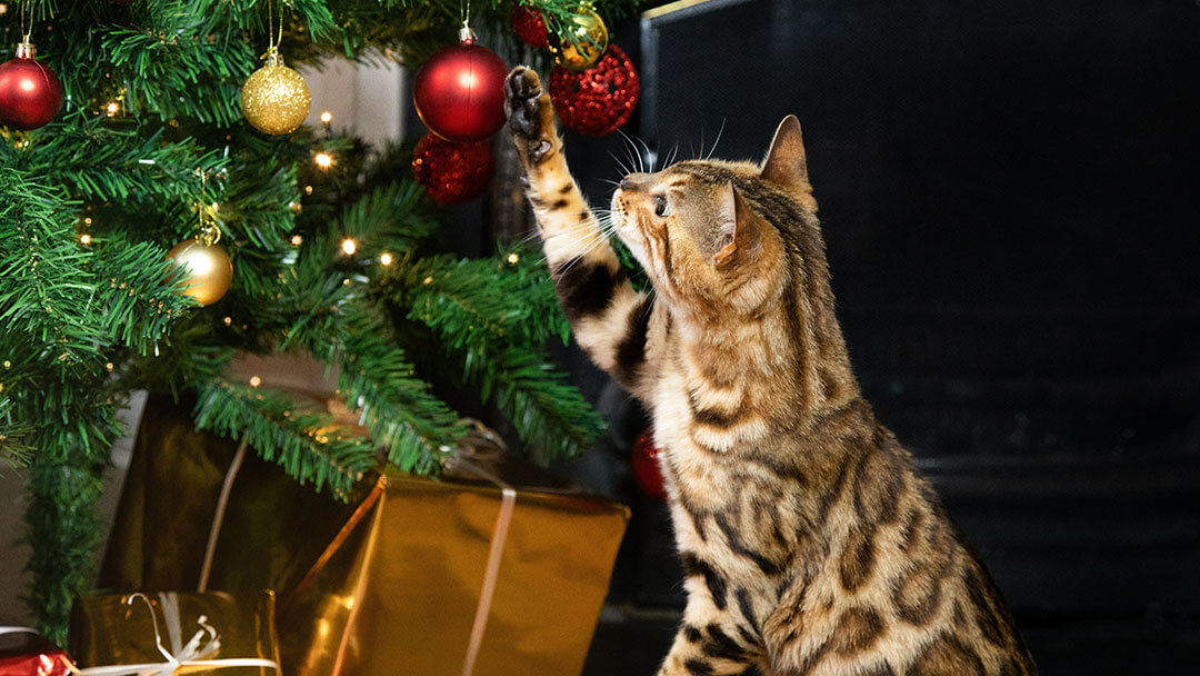 Katze spielt mit Weihnachtsbaum