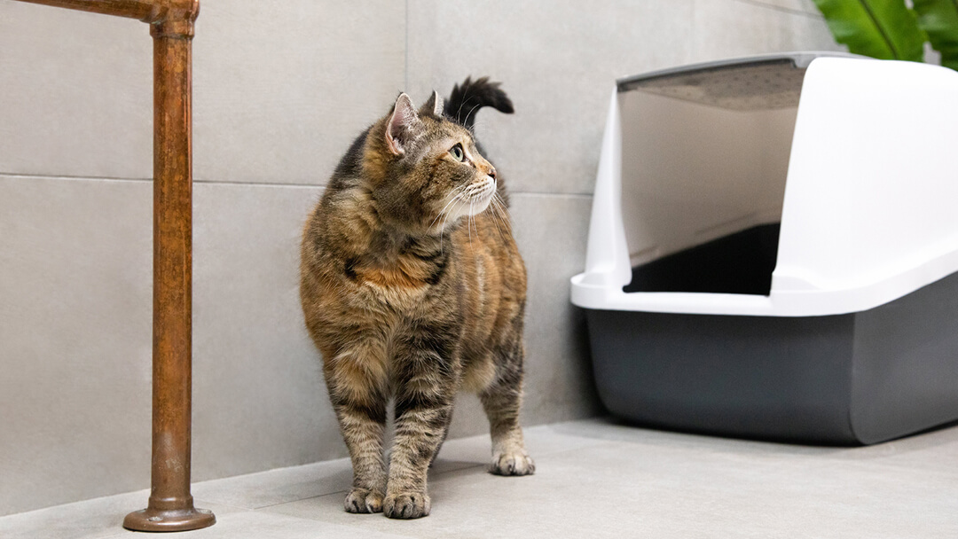 Katze, die zurück auf Katzentoilette schaut