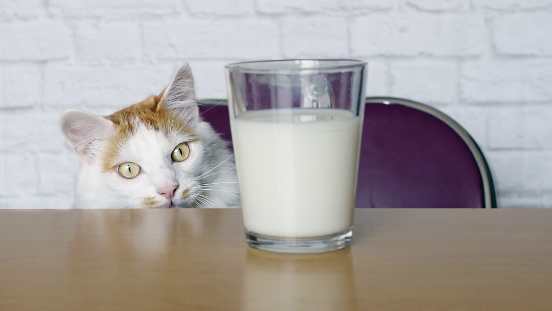 Katze, die Milch betrachtet