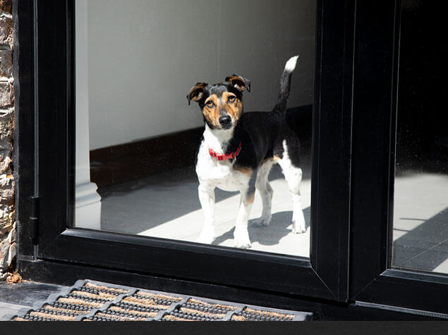 Dog with red collar looking out the window