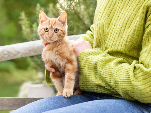 Kitten