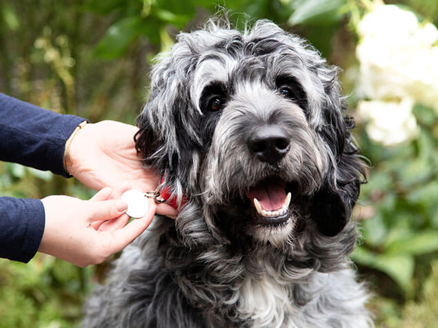 Owner checking dogs collar