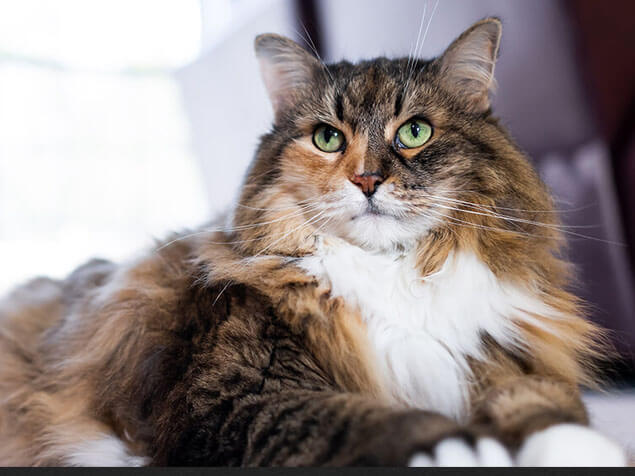 Cat laying in bed