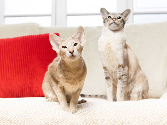 Two cats sitting on the sofa