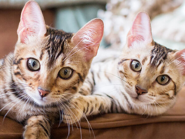 Welche Katze Passt Zu Mir Test Durchfuhren Purina