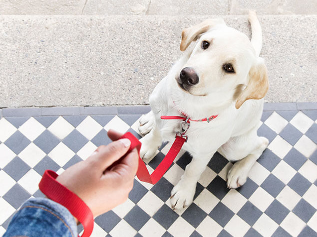 Dog with red collar sitting next to the owner