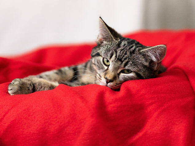 Cat lying on the red pillow