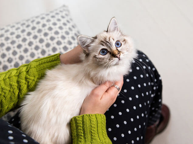 Cat laying in woman's arms