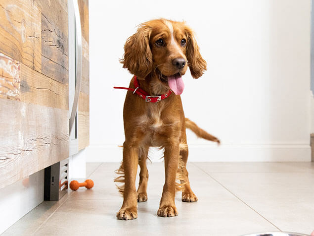 Dog with red collar
