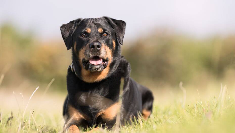 Rottweiler Rassebeschreibung PURINA®