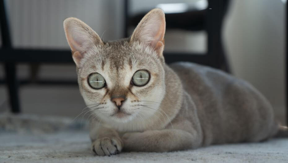 Singapura Katze liegt auf einem Teppich