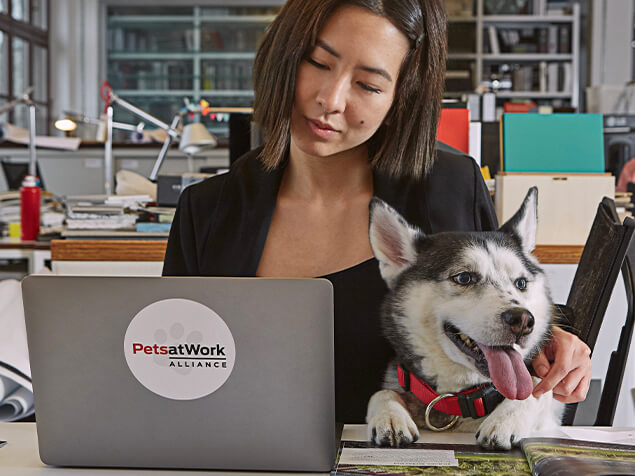 Hund im Büro