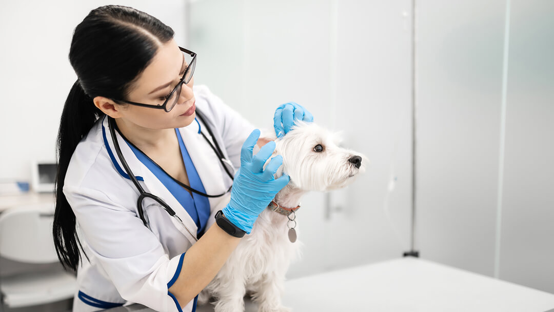 vet checking dog's ears