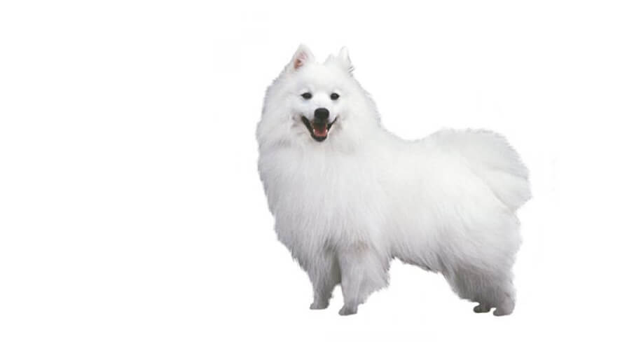 Japan Spitz Rassebeschreibung Purina Japan Spitz Rassebeschreibung Purina