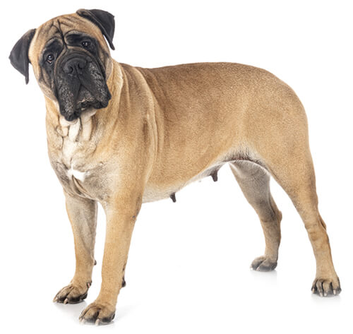Mastiff Rassebeschreibung Purina