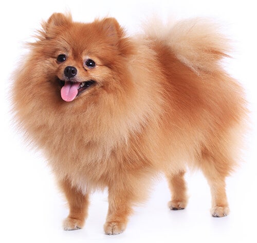 BREED%20Hero_0095_pomeranian.jpg