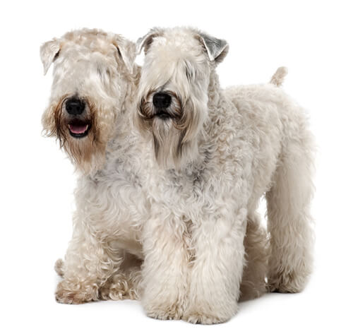 Irish Terrier Types Of Wheaten Terriers Soft Coated Wheaten Irish
