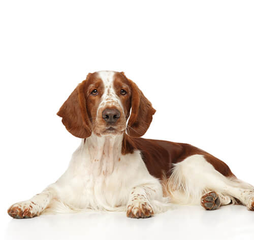 Welsh Springer Spaniel Rassebeschreibung Purina