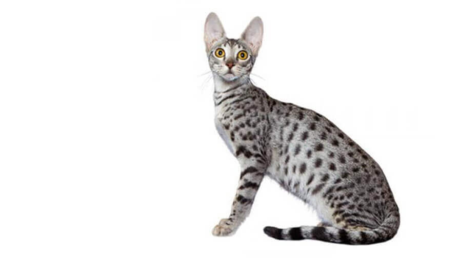 Savannah-Katze: Rassebeschreibung | PURINA®