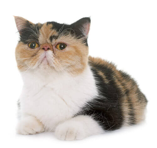 exotic shorthair rassebeschreibung purina