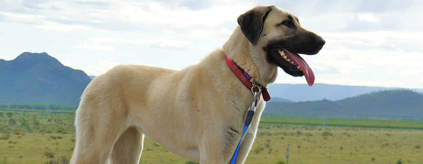 Hund auf einem Feld mit Bergen im Hintergrund