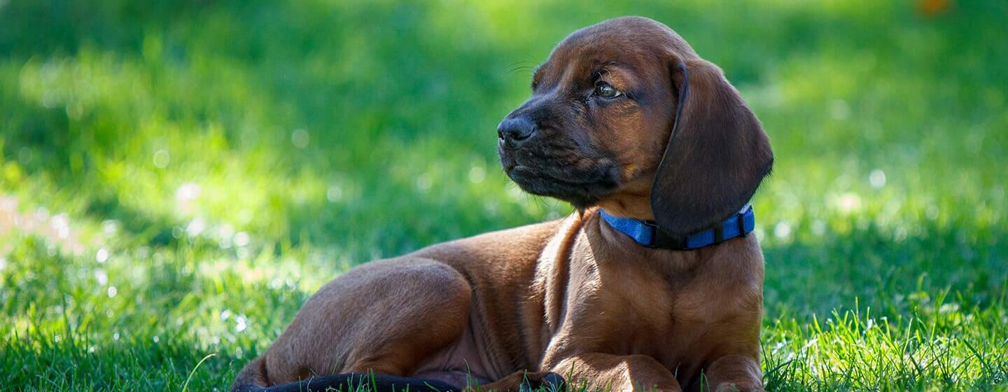 Hund sitzt im Gras