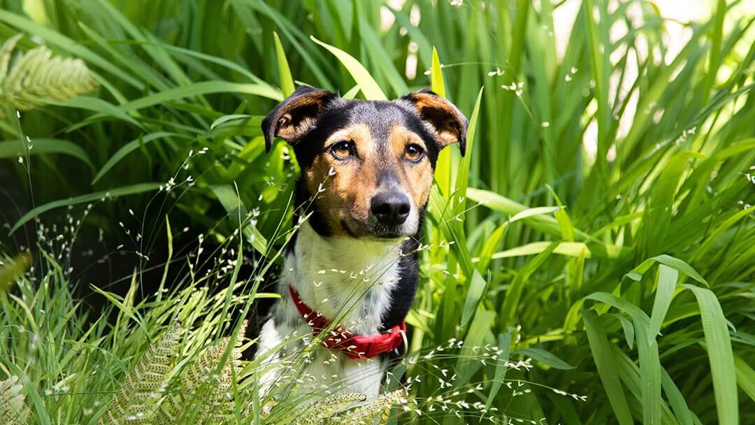 Was tun, wenn Ihr Hund vermisst wird?