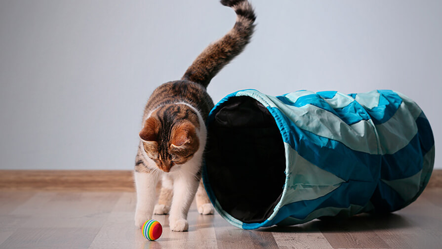 Katze spielt mit ihren Spielsachen