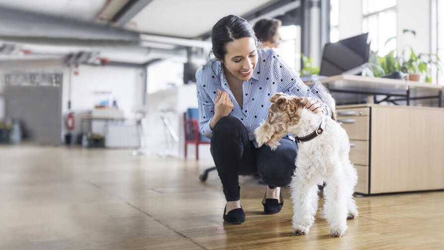 Hund im Büro mit Besitzer