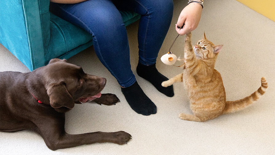 Hund und Katze spielen