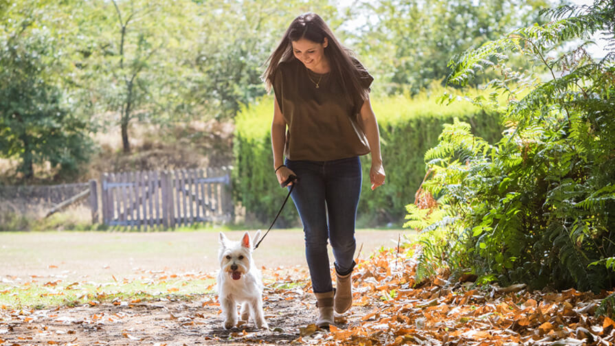 Hund geht mit Frauchen gassi