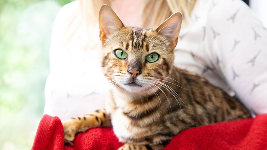 Katze