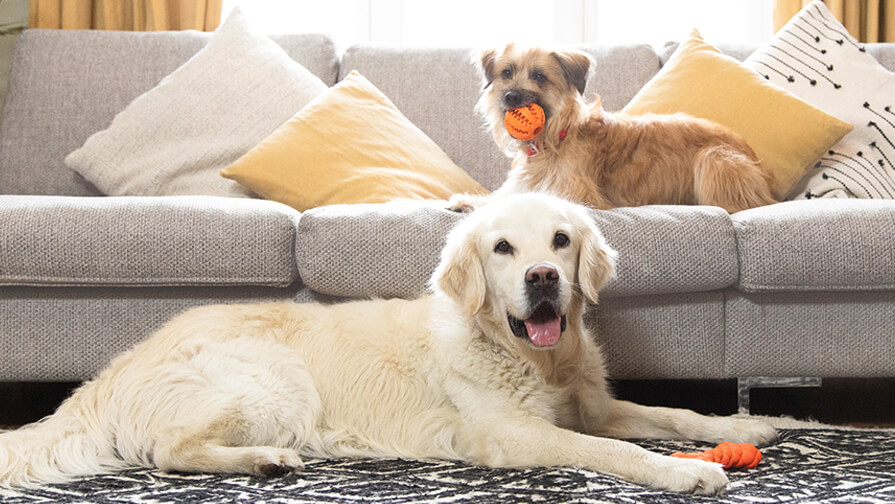 two dogs laying on a sofa