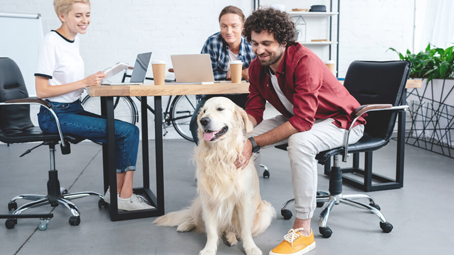 Glücklicher Golden Retriever bei der Arbeit mit Kollegen