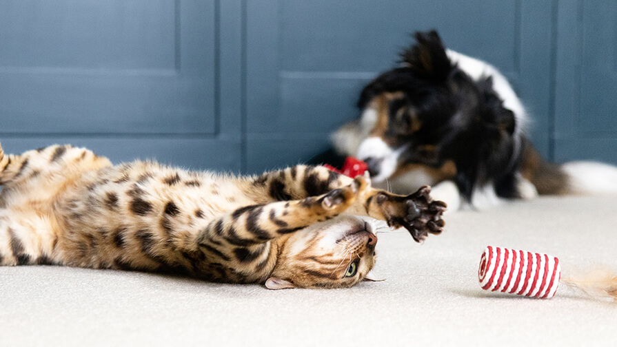 Hund und Katze
