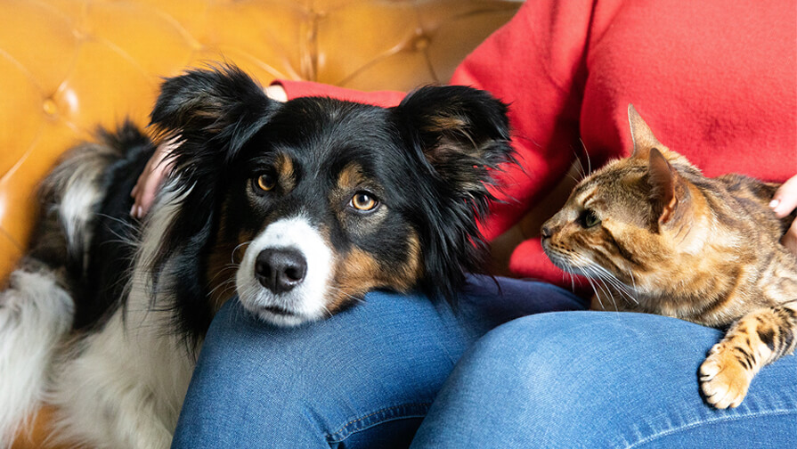 Hund und Katze