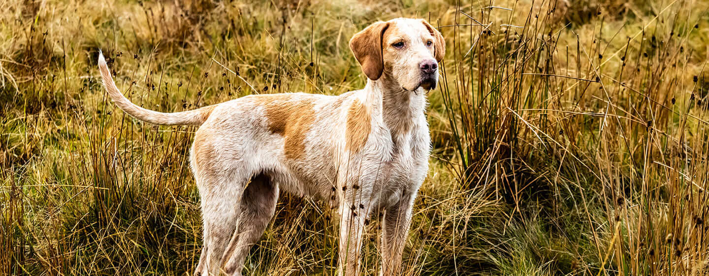 Hund steht auf dem Feld und schaut nach vorne