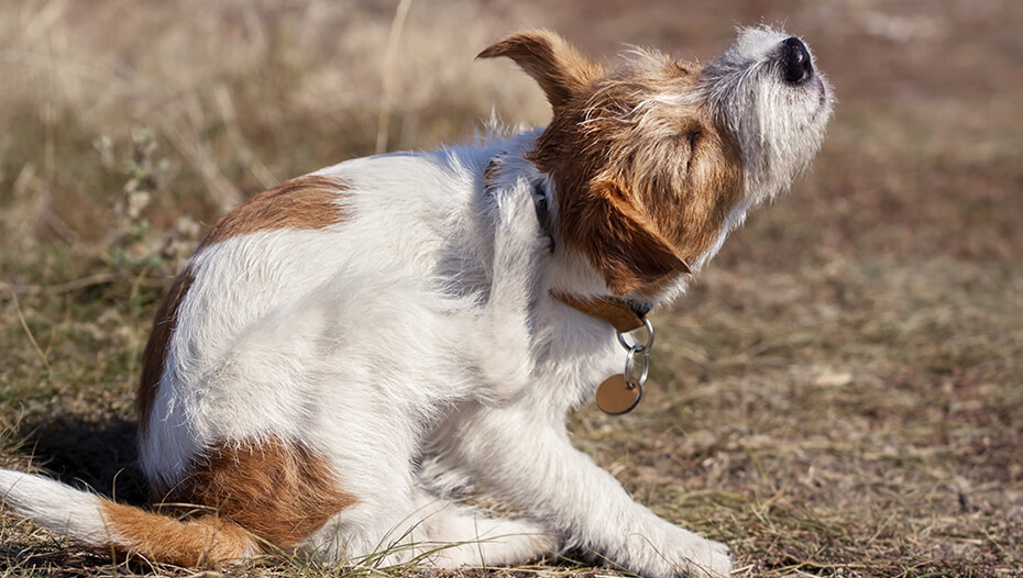 Hund kratzt sich am Ohr