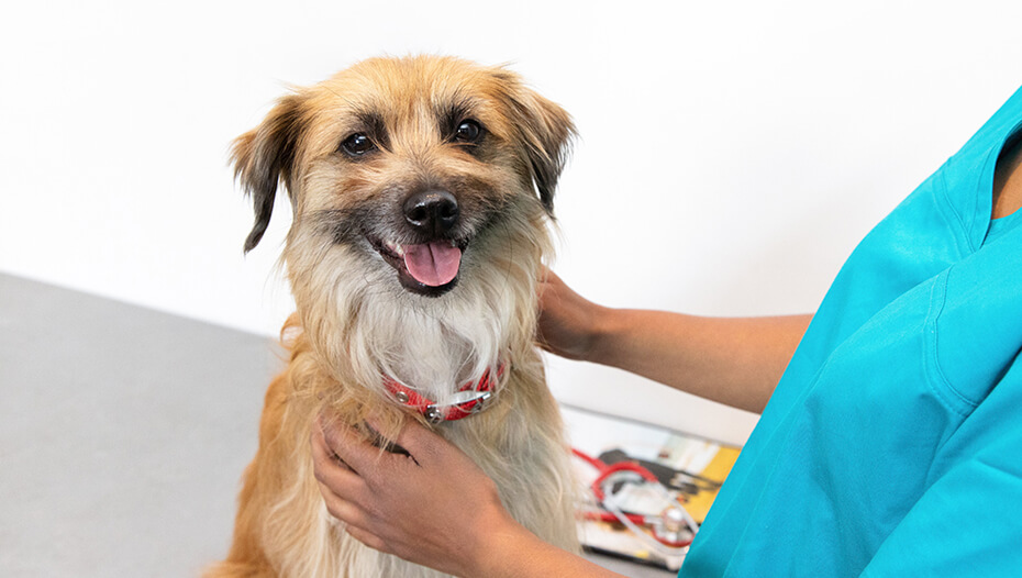Hot Spot beim Hund Alles Wissenswerte PURINA