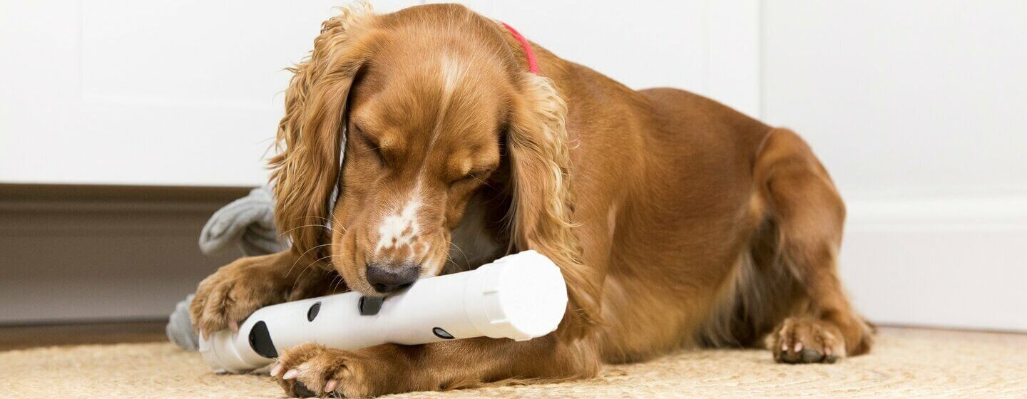 Brown Spaniel spielt mit Spielzeug und legt sich hin