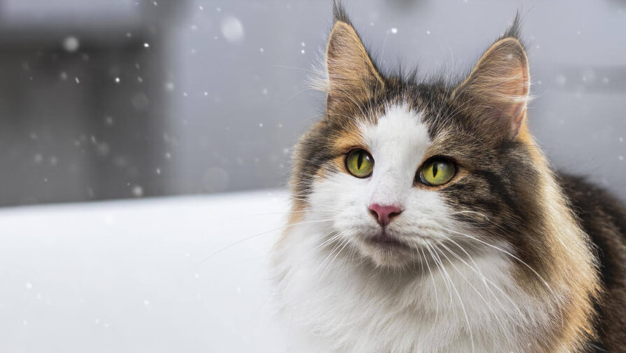 Umgang mit Katzenallergenen