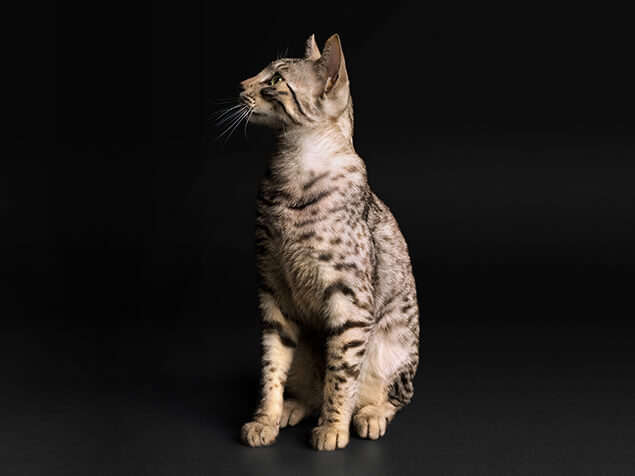 Pro plan cat