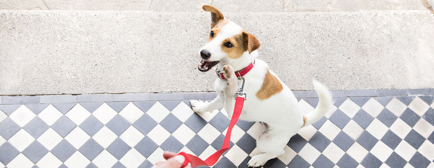 Hund draußen wartet auf einen Spaziergang