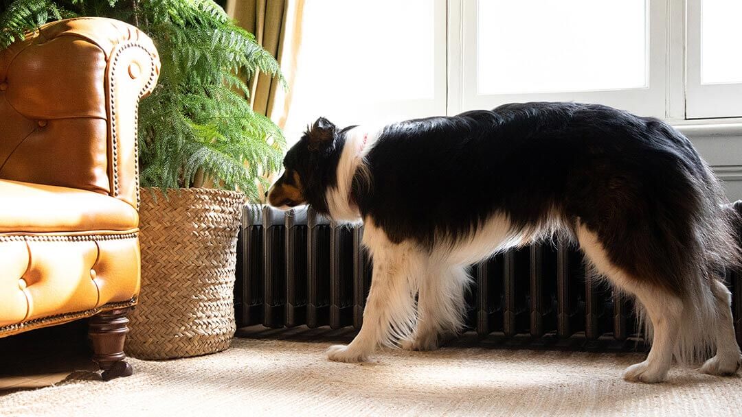 Hundeschnüffelpflanze im Wohnzimmer