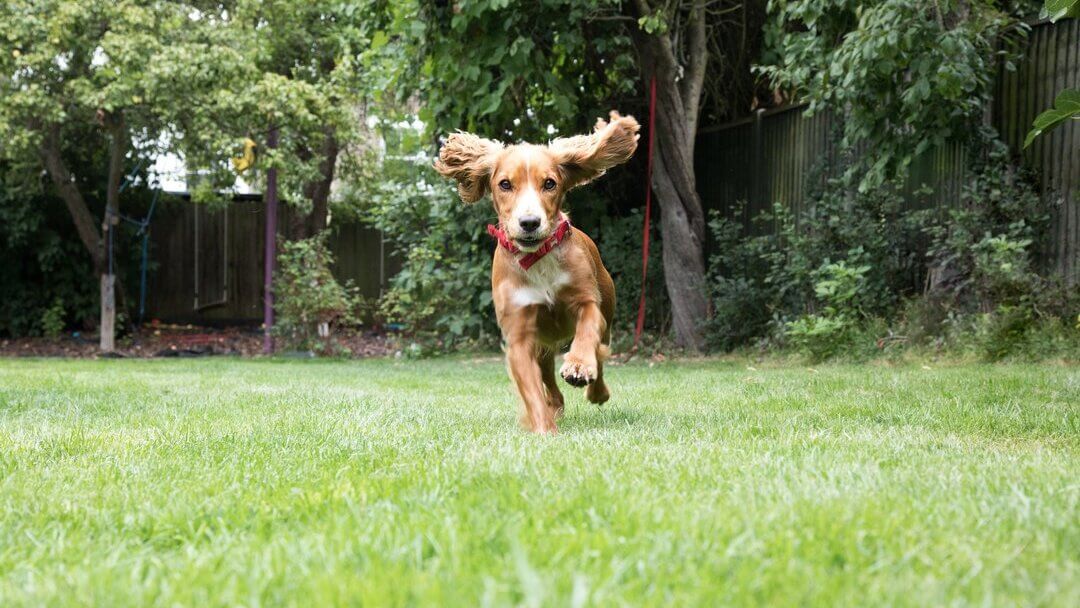 Hund auf Wiese