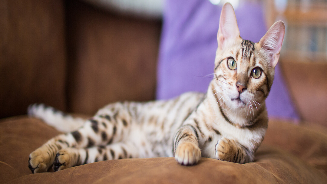 Katze liegt entspannt auf Sofa