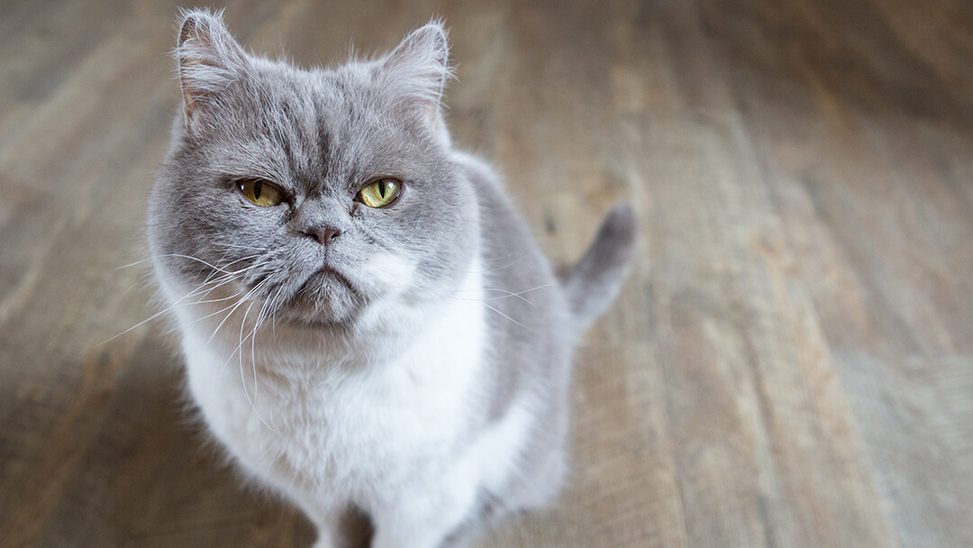 Wie alt werden Katzen? PURINA ONE