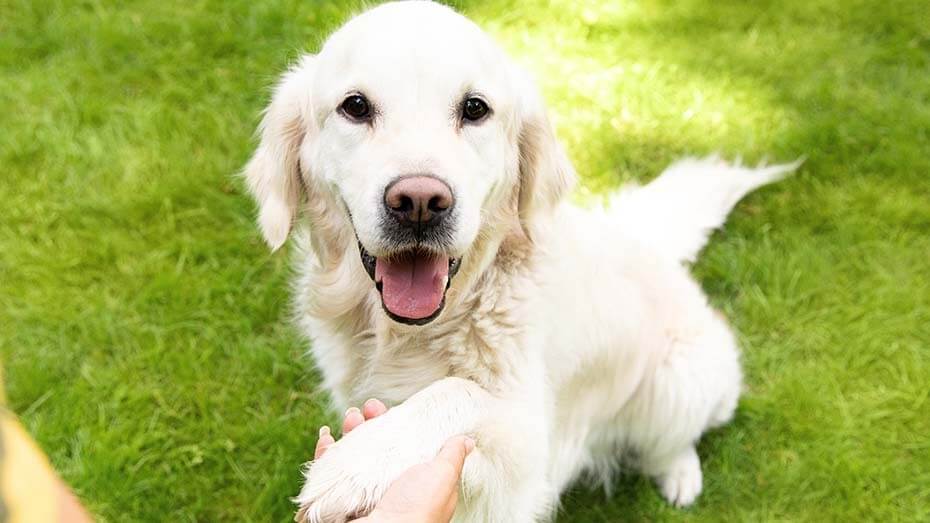 Tolle Hundetricks für Vierbeiner PURINA BENEFUL
